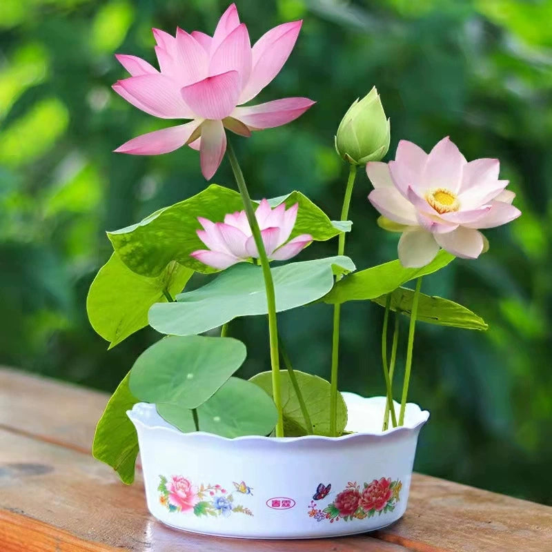 Pink lotus blooms growing in a small ceramic bowl