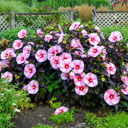 Sweet & Sultry Hibiscus Collection