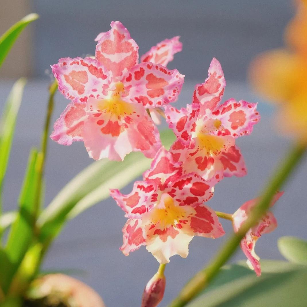 🌸Leopard Gemstone Orchid - Beautiful and Unique
