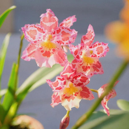 🌸Leopard Gemstone Orchid - Beautiful and Unique
