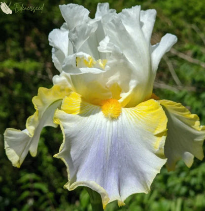 Multi Iris Seeds: Vibrant, Resilient, and Spectacular Blooms