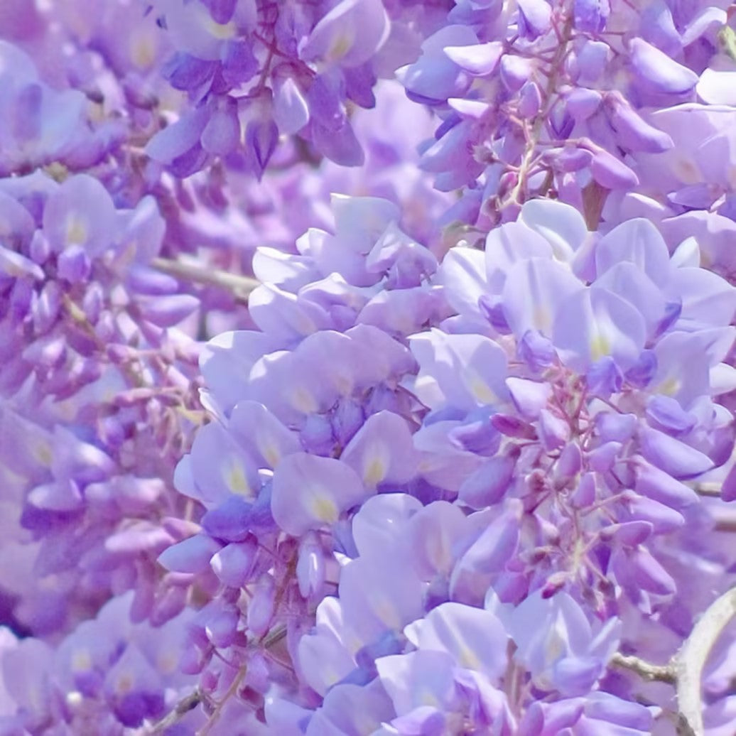 Wisteria Flower Seeds Nature's Purple Elegance