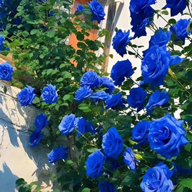 [ Repeat Blooming]🌹Climbing Rose Seeds - Luck Rises