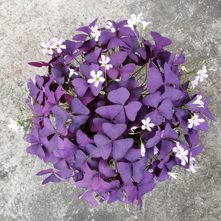 💜Purple Luck Oxalis Bulbs