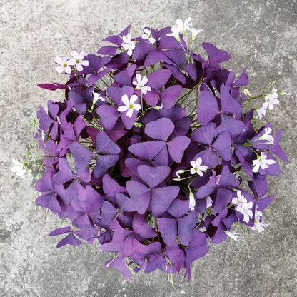 💜Purple Luck Oxalis Bulbs