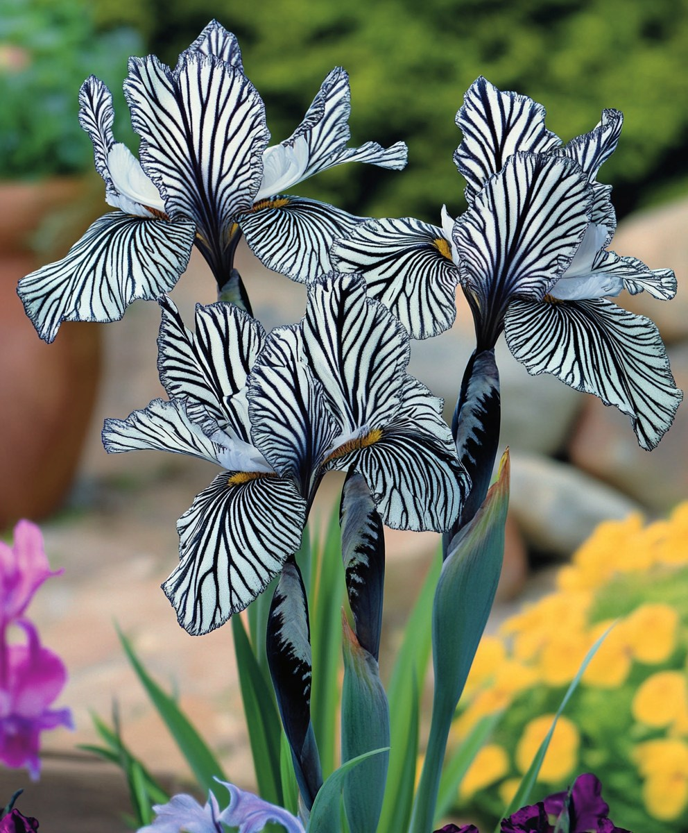 Multicolor Iris Seeds