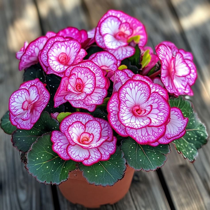 Begonia Rex ‘Peppermint Twist’