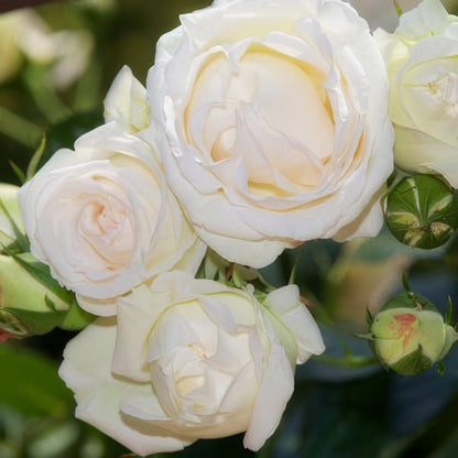 🌹 Climbing Rose Seeds | Multi-color Vine Rose