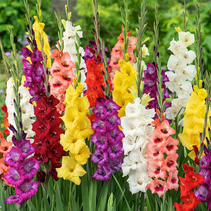 🌸 Colorful Gladiolus Flower Bulbs 🌈