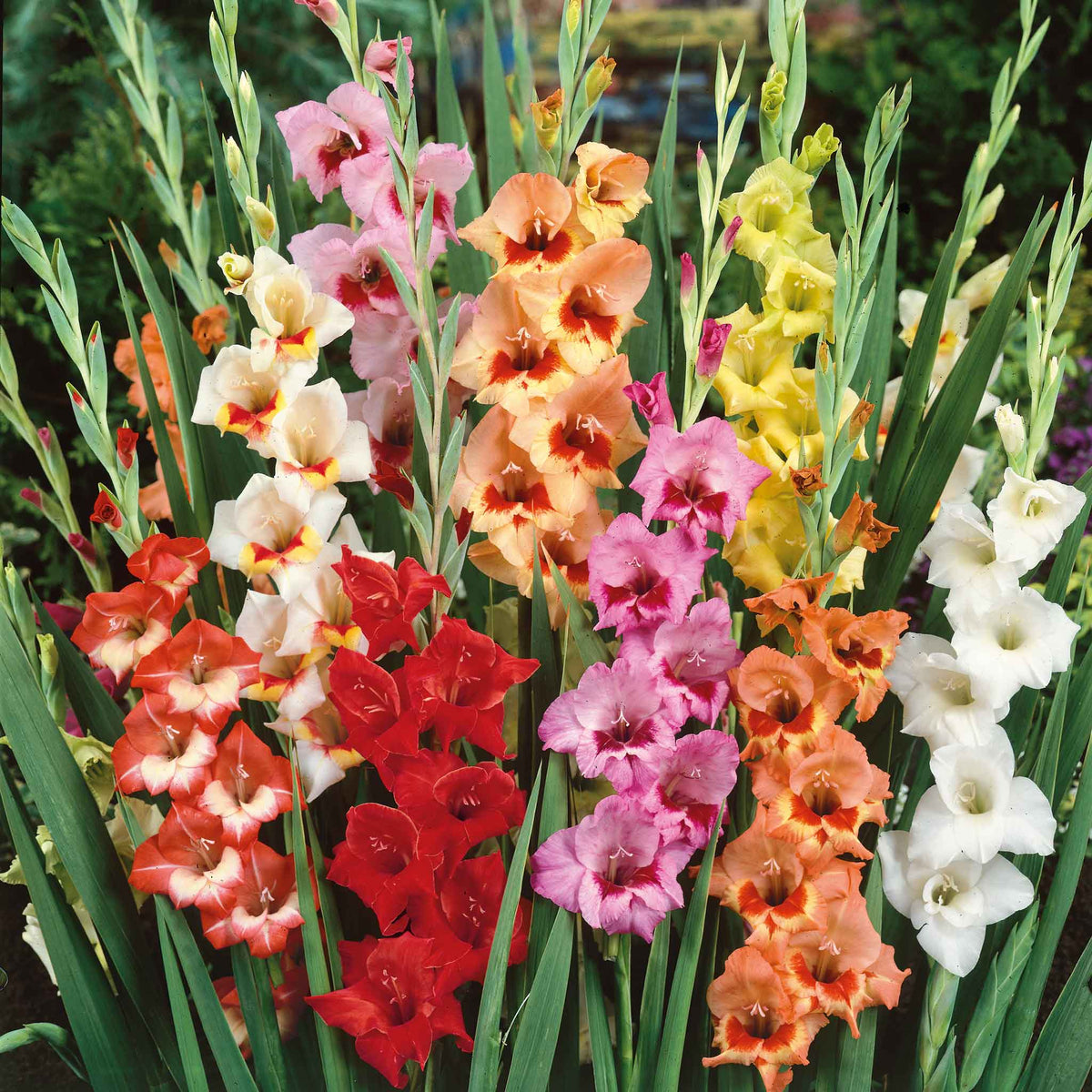 🌸 Colorful Gladiolus Flower Bulbs 🌈