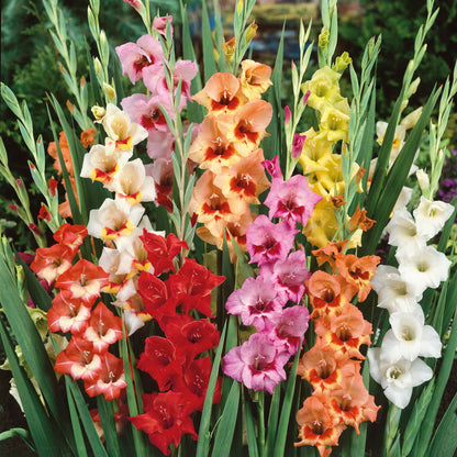 🌸 Colorful Gladiolus Flower Bulbs 🌈
