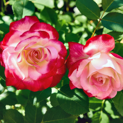 🌹 Climbing Rose Seeds | Multi-color Vine Rose