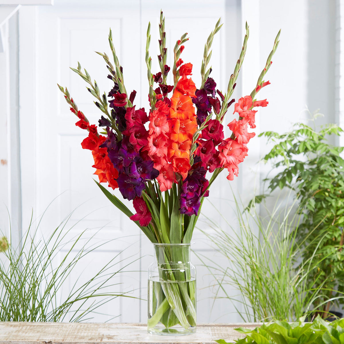 🌸 Colorful Gladiolus Flower Bulbs 🌈