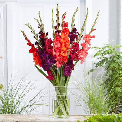 🌸 Colorful Gladiolus Flower Bulbs 🌈