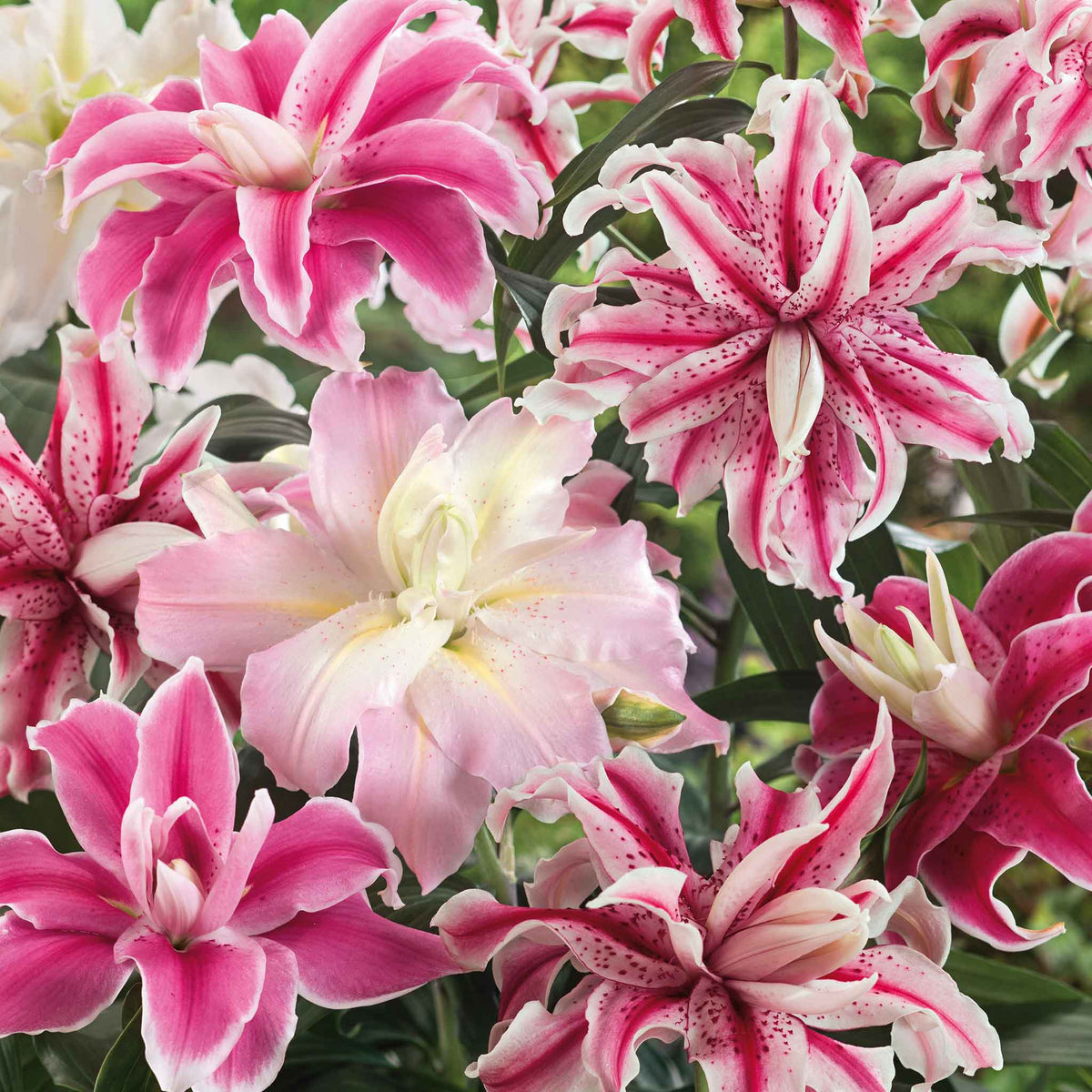 🌸 Romantic Double Oriental Lily Bulbs – Elegant Color Collection