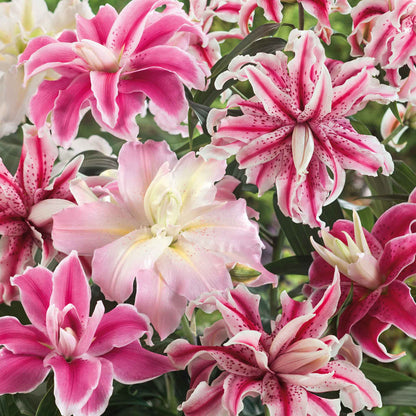 🌸 Romantic Double Oriental Lily Bulbs – Elegant Color Collection