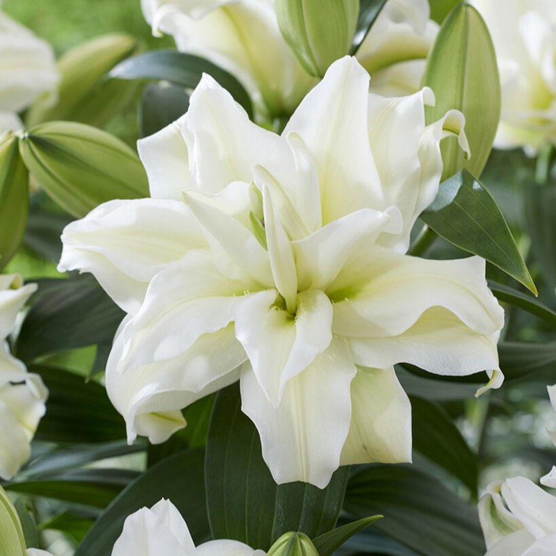 🌸 Romantic Double Oriental Lily Bulbs – Elegant Color Collection