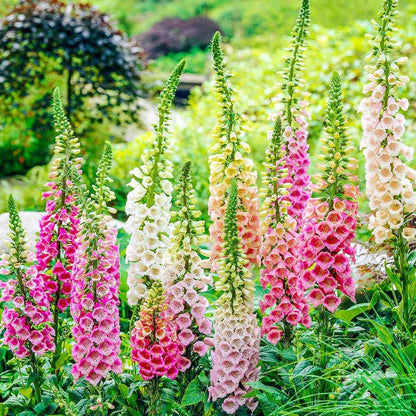 ✨🧑‍🌾New for Spring Garden💐Mix Delphinium, Foxglove, Lupine