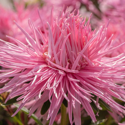Aster Seeds (Semi-Dwarf) - Jewelaster Rose