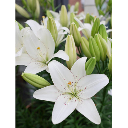 Lily Bulbs