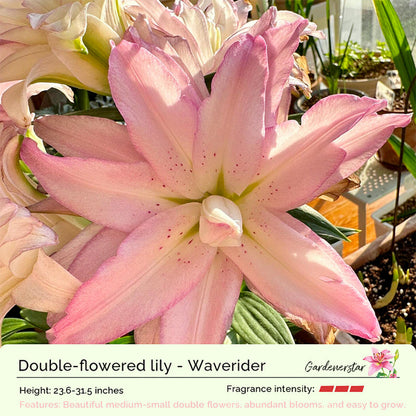 Lily Bulbs