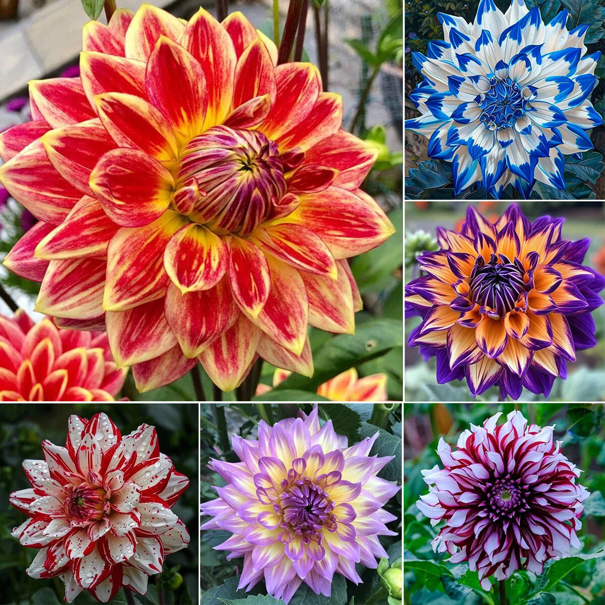 Rare Double Dahlias – Bold Blooms Ordinary Gardens Never Have