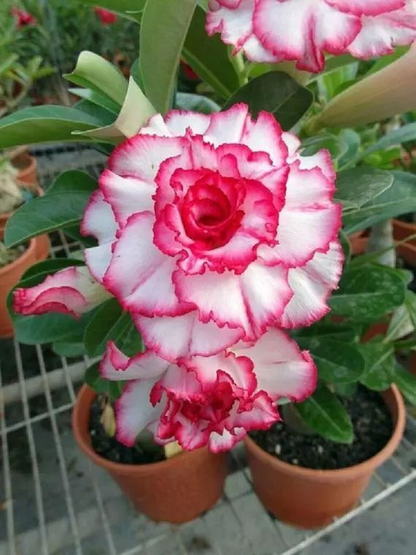 Beautiful whirlpool💞Desert Rose Seeds
