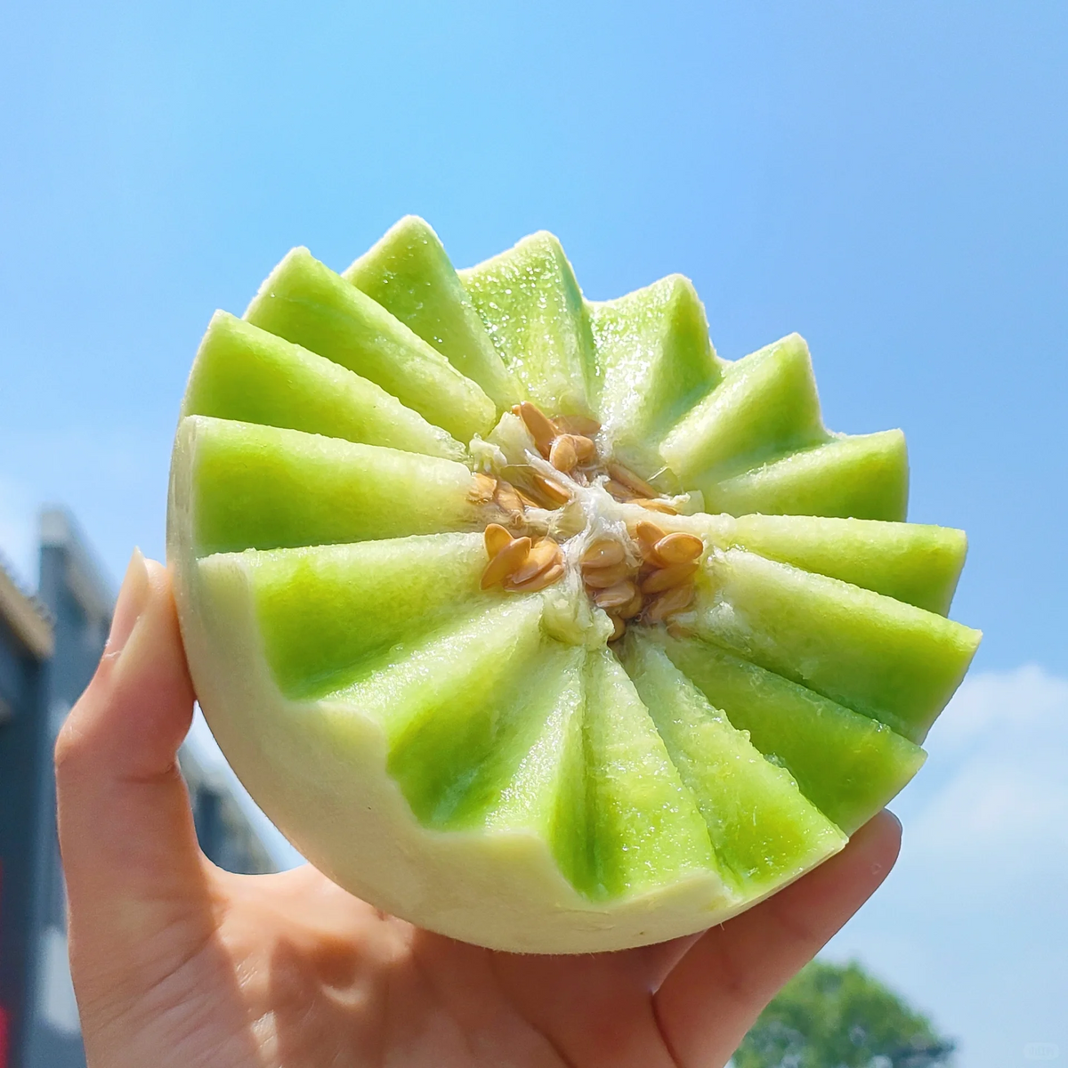 Jade Mushroom🍄Melon Seeds🍈