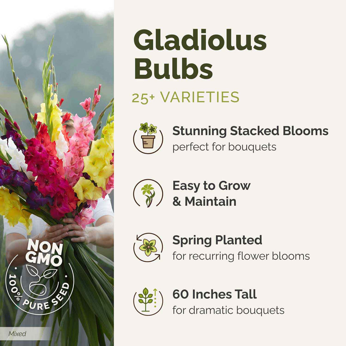 🌸 Colorful Gladiolus Flower Bulbs 🌈