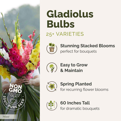 🌸 Colorful Gladiolus Flower Bulbs 🌈