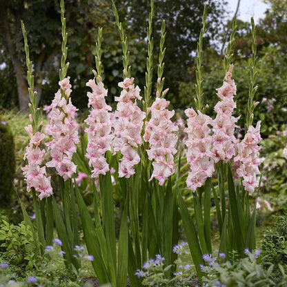 🌸 Colorful Gladiolus Flower Bulbs 🌈