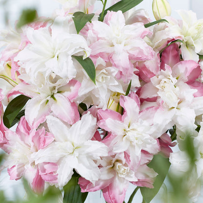 🌸 Romantic Double Oriental Lily Bulbs – Elegant Color Collection