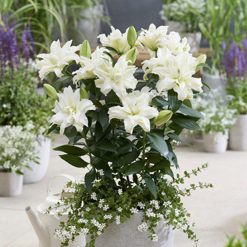 🌸 Romantic Double Oriental Lily Bulbs – Elegant Color Collection