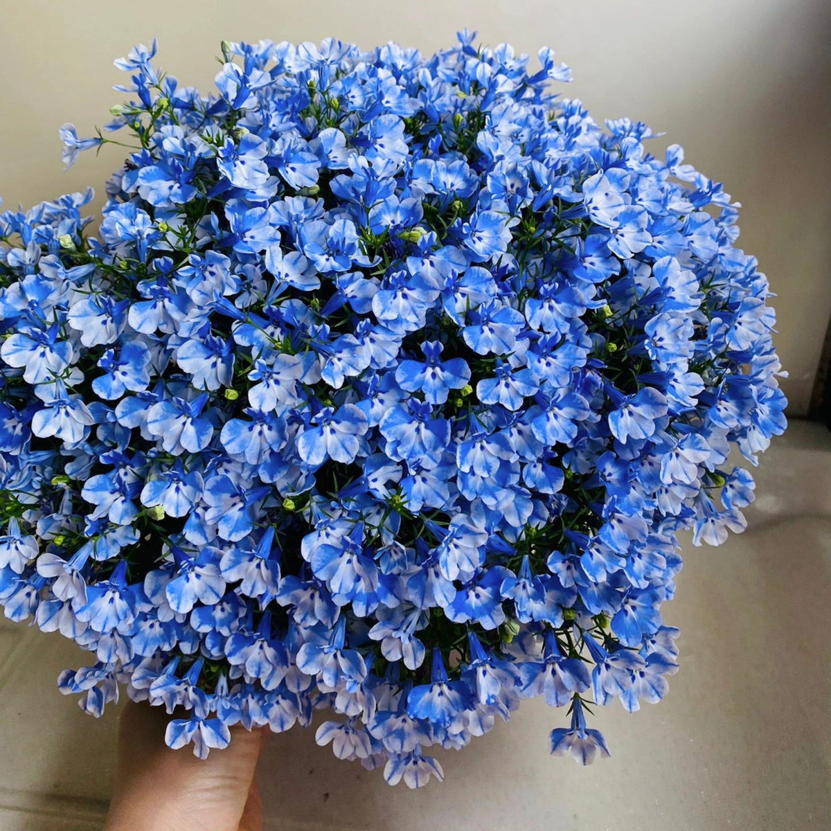 Lobelia Seeds - One of the best edging plants