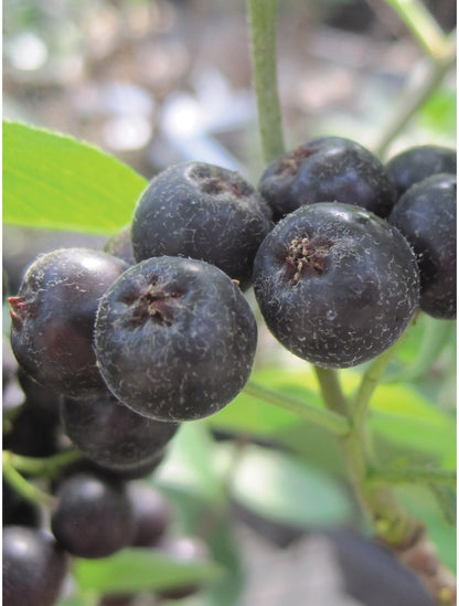 Aronia melanocarpa, Viking