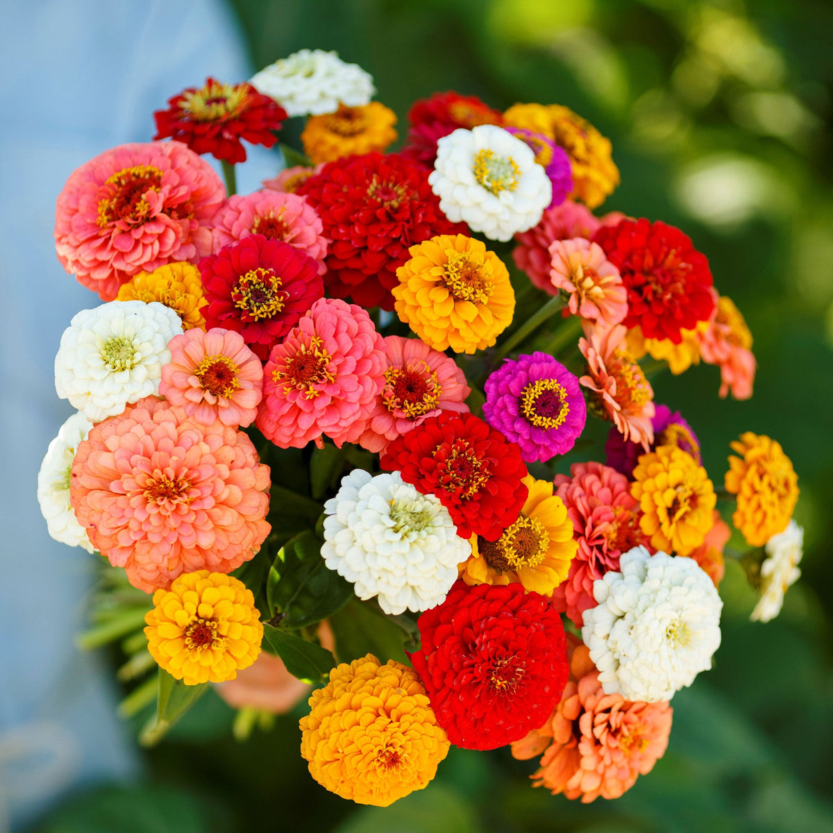 🌸 Grow Your Own Flower Garden – Mix Zinnia Seeds 💐