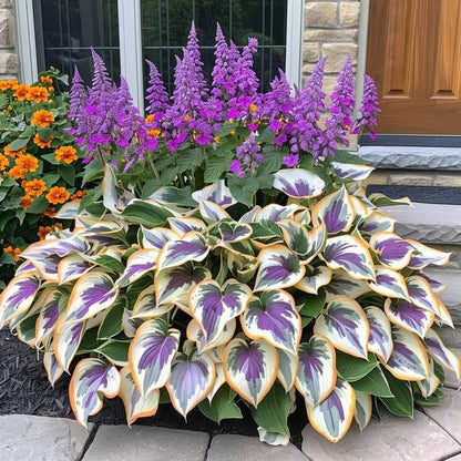 Hosta Magic 🌿Rare Hosta Seeds🌿