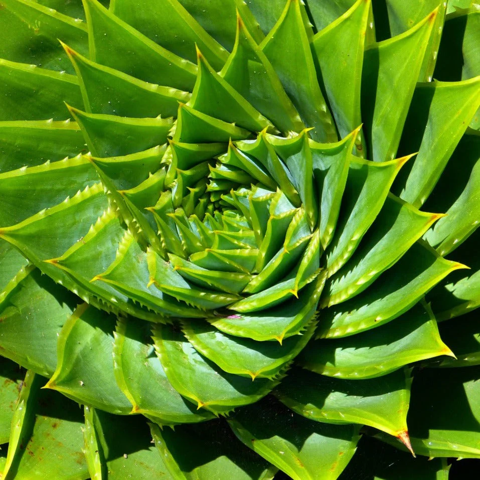 Spiral Aloe Drought Tolerant Edible