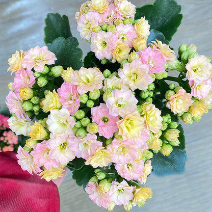 Rare Double Kalanchoe - Four Seasons Flowering