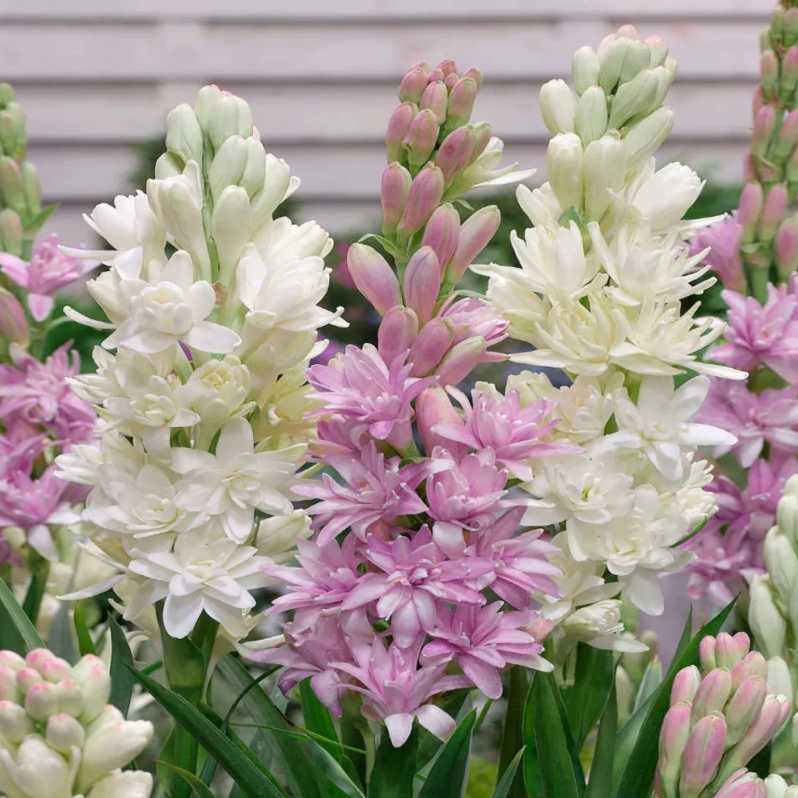 🌺Double Tuberose Bulbs