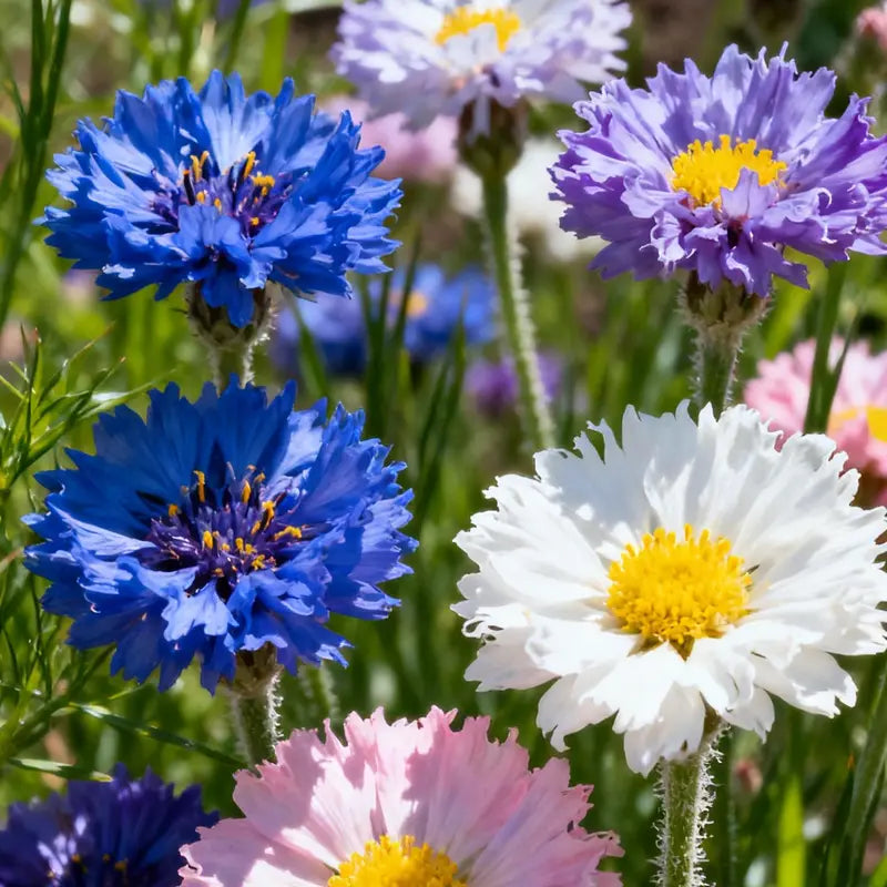🌼Cornflower Seeds–Create A Colorful Summer Landscape