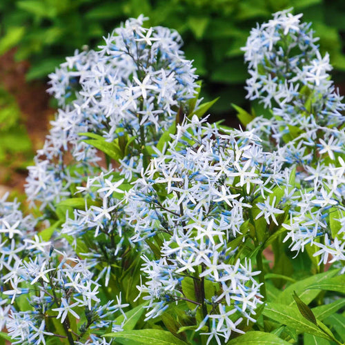 Licorice - A star representative of low-maintenance plants