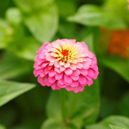 🌸 Grow Your Own Flower Garden – Mix Zinnia Seeds 💐