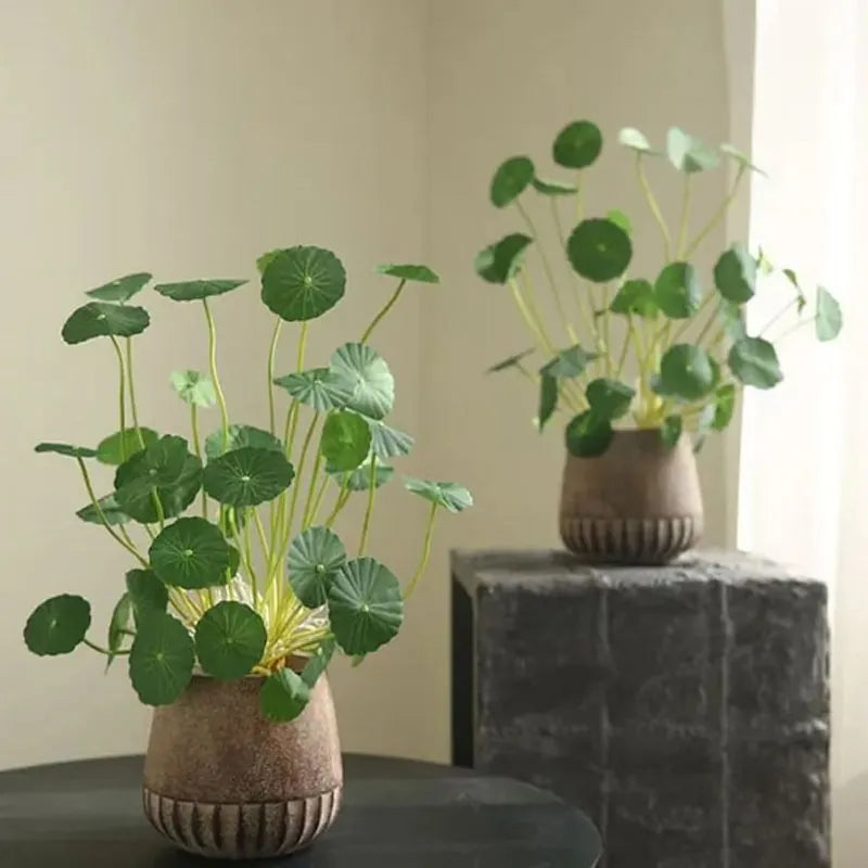 💰 Coin-leaf plant bulb—your very own good fortune 🌿