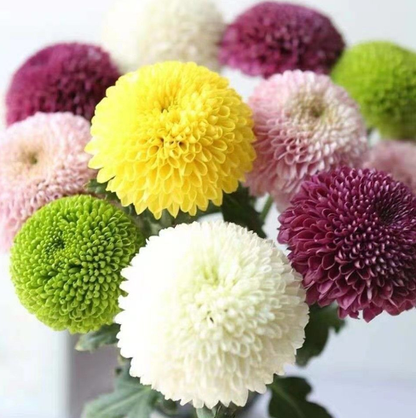 🏵️Colorful Ping Pong Chrysanthemum Seeds