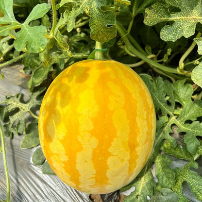 Gold In Gold Hybrid Watermelon Seeds