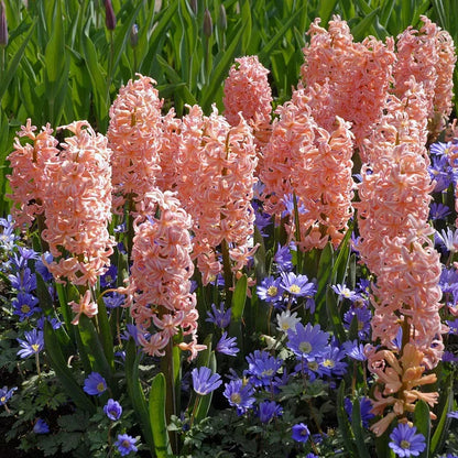 💜Hyacinth Bulbs – Fragrance You Can Grow