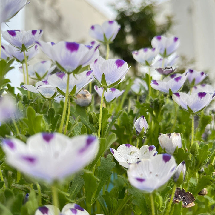 Baby Blue Eyes Seeds