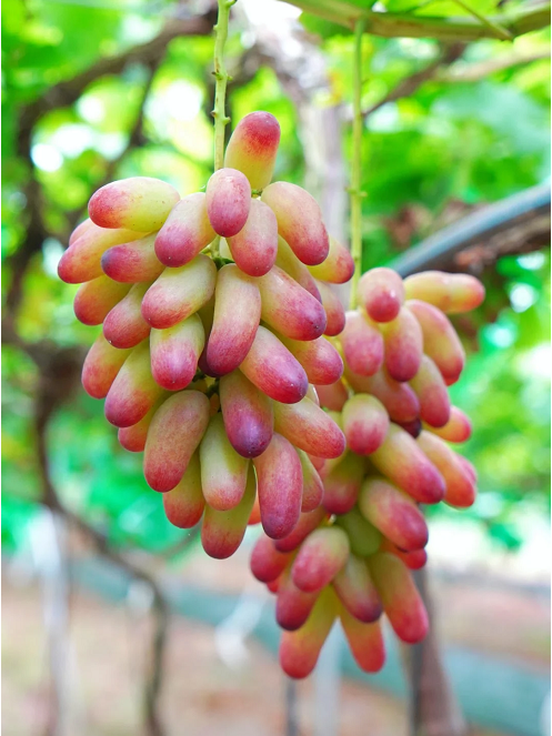 Beauty Finger Grape Seeds