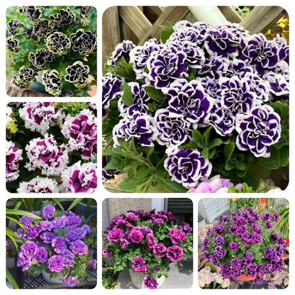🌸Rare Double Petunia Seeds